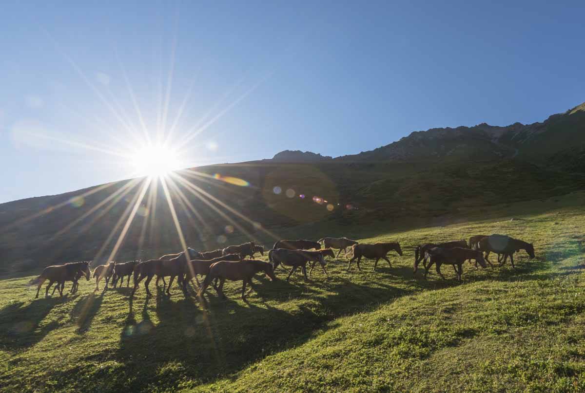 things to do in kyrgyzstan horses sun