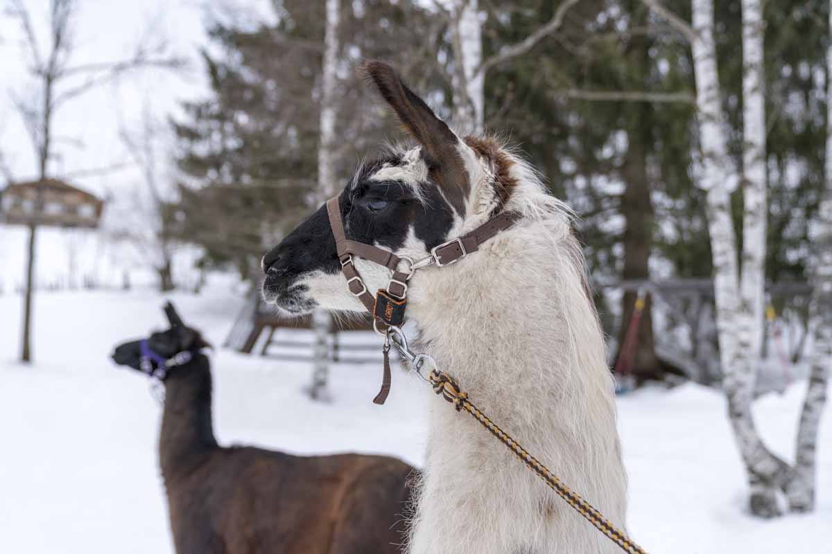 two llamas tyrol