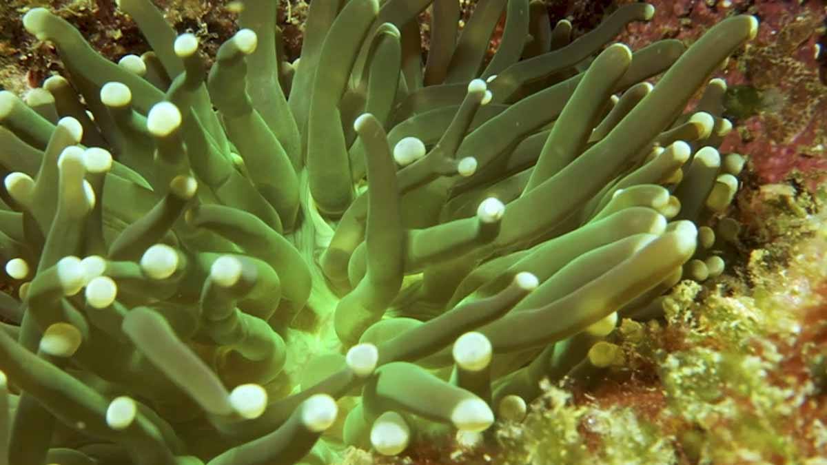 anemone alor scuba diving green