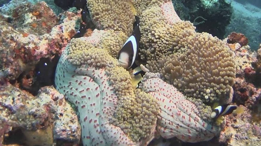 anemone clownfish indonesia alor