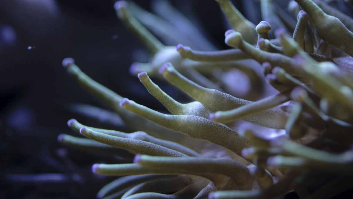 anemone underwater alor