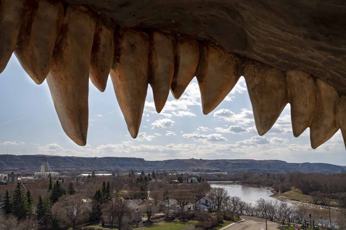 biggest dinosaur drumheller looking out