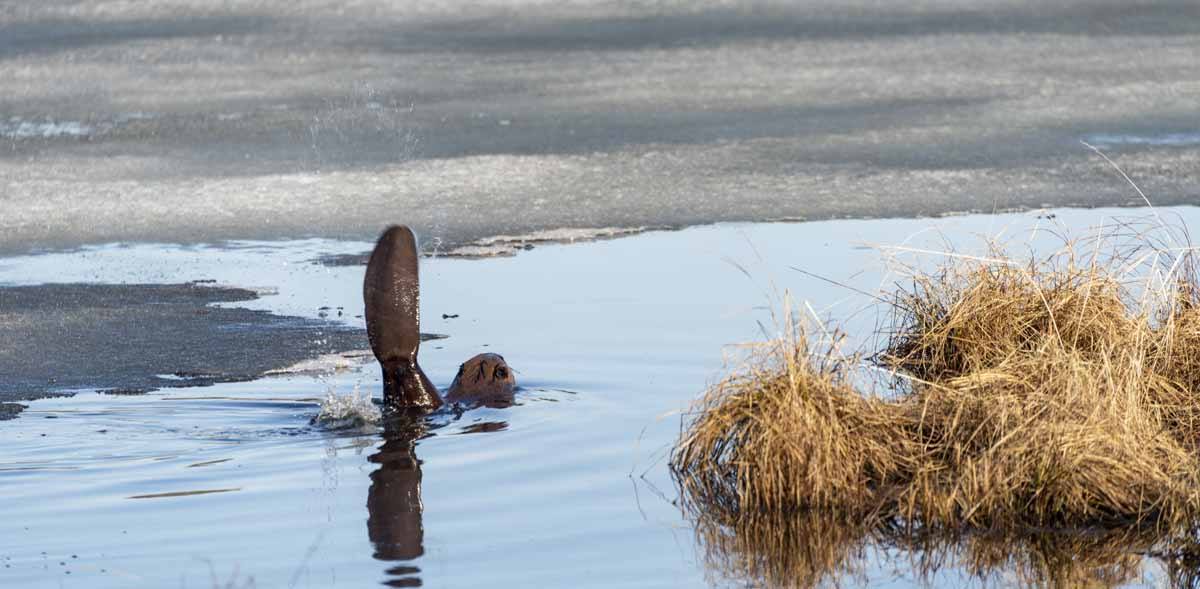 elk island national park beaver