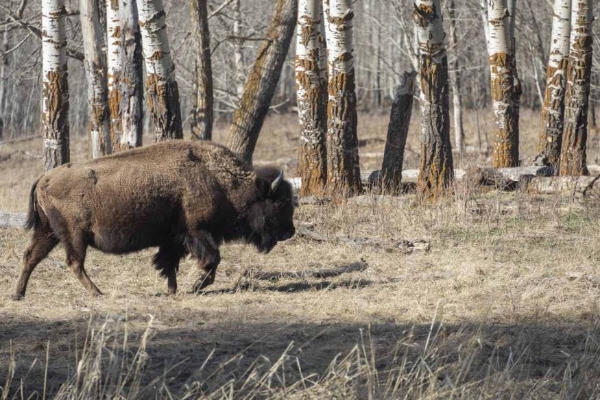 elk island national park bison walking
