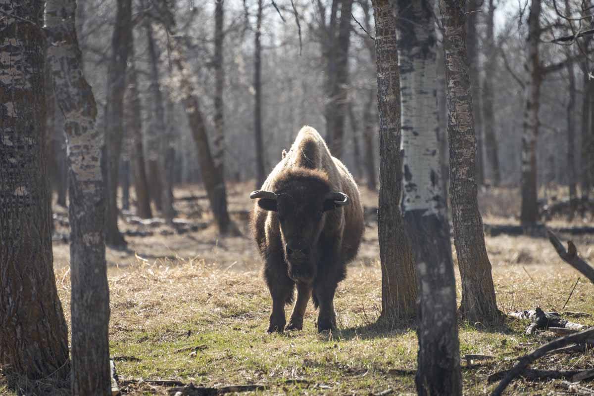 elk island national park bison