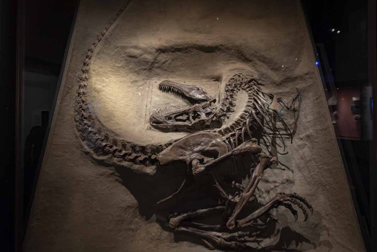 gorgosaurus skeleton royal tyrell museum