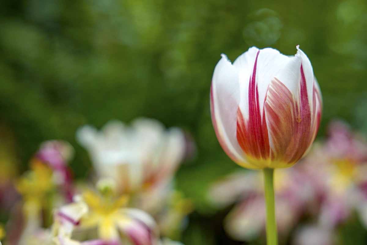 muttart conservatory edmonton tulips