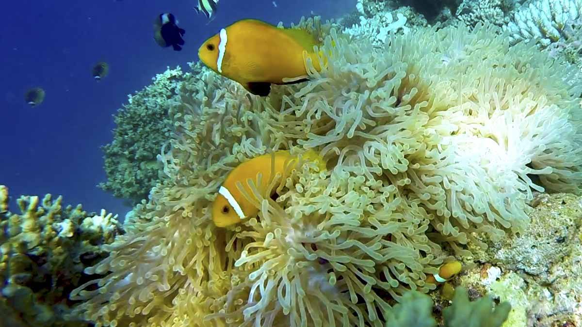 scuba diving in alor