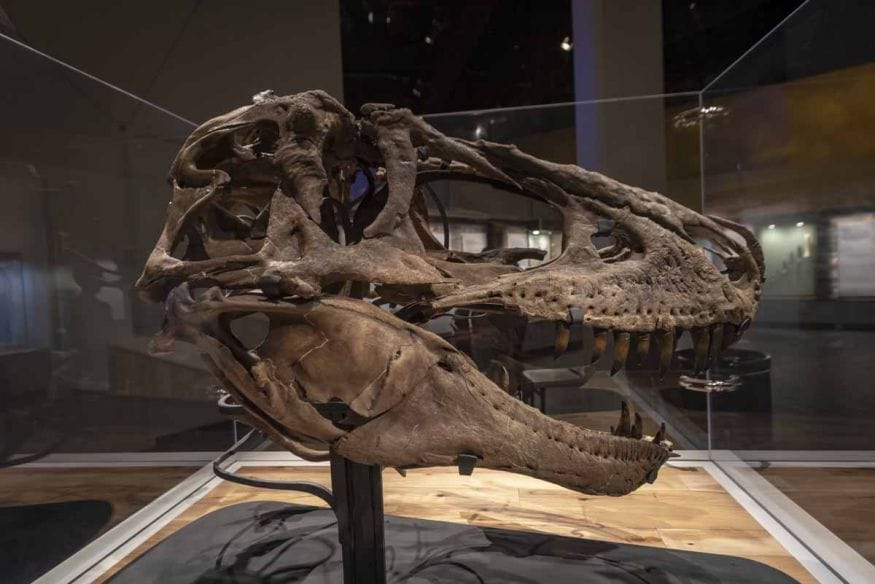 t rex skull royal tyrell museum