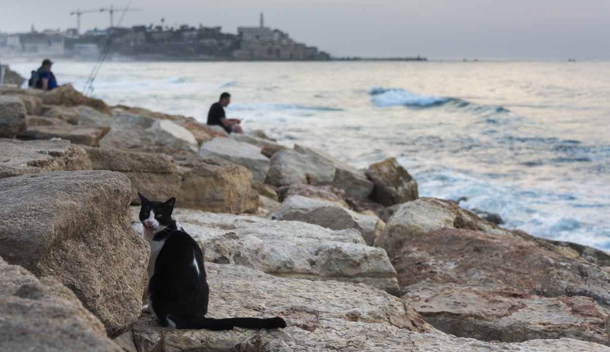 tel aviv cats