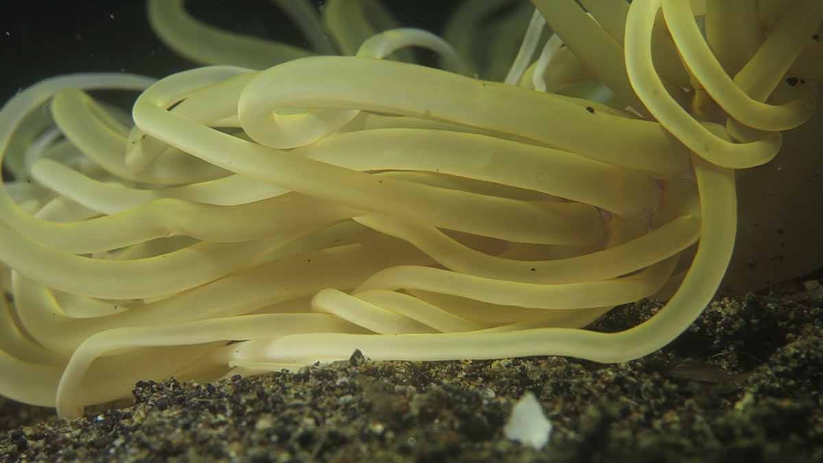 yellow alor anemone