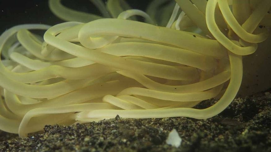 yellow alor anemone