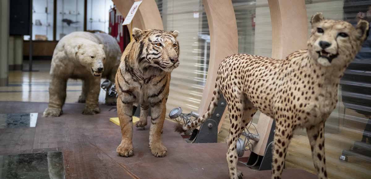 bologna zoological museum