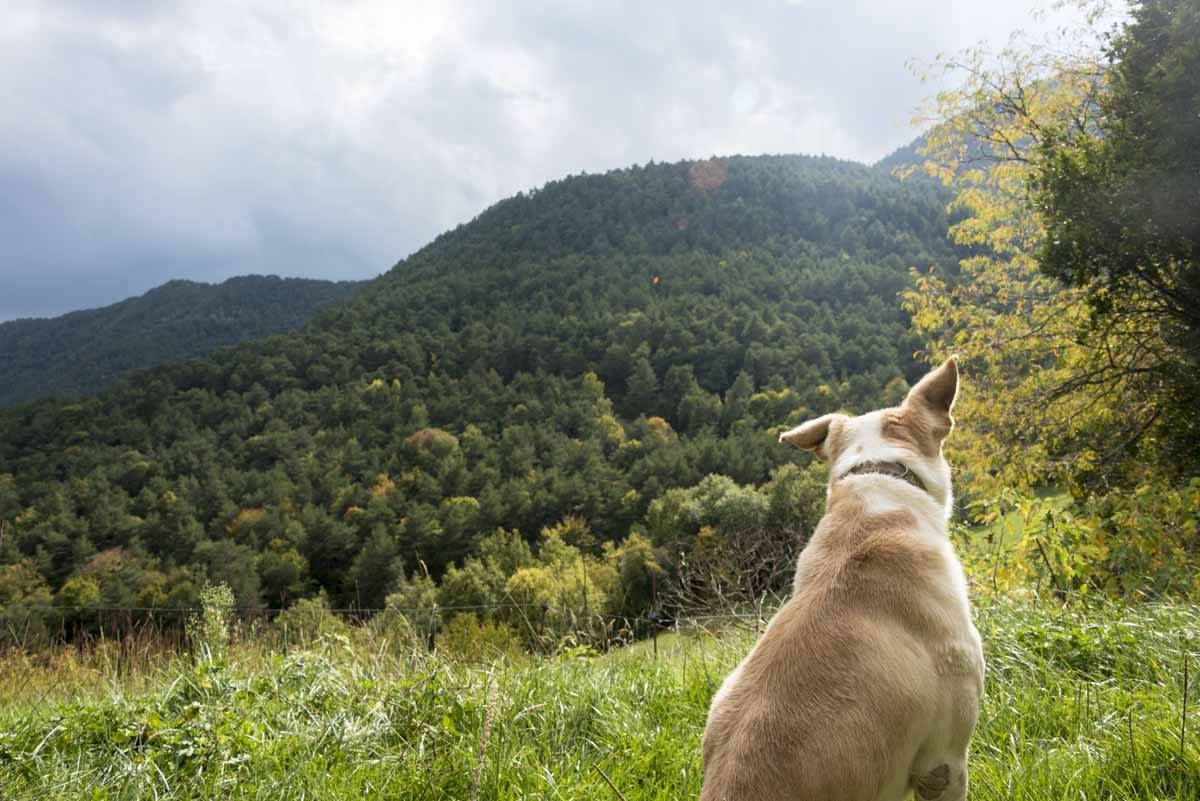 hiking dog vall del bac