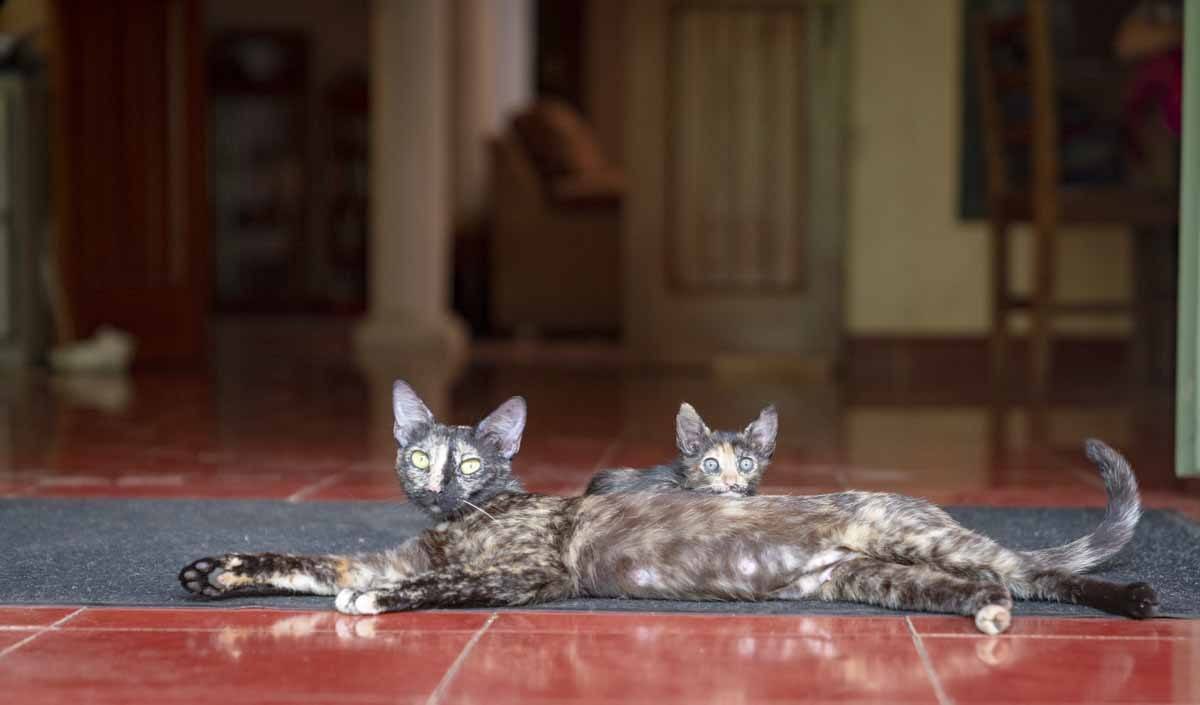 casa hamaca kittens