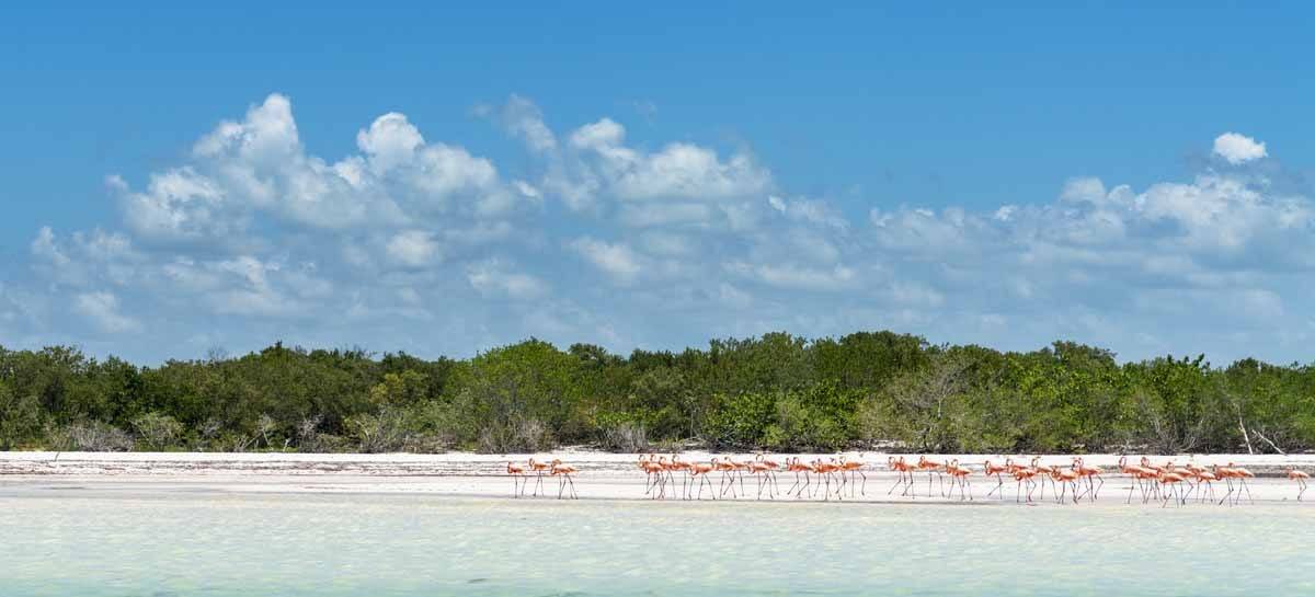 holbox flamingos