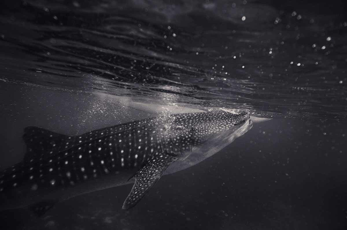 swimming whale shark holbox mexico