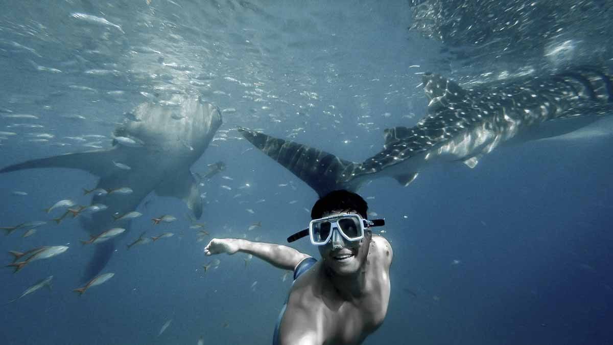 swimming whale shark mexico