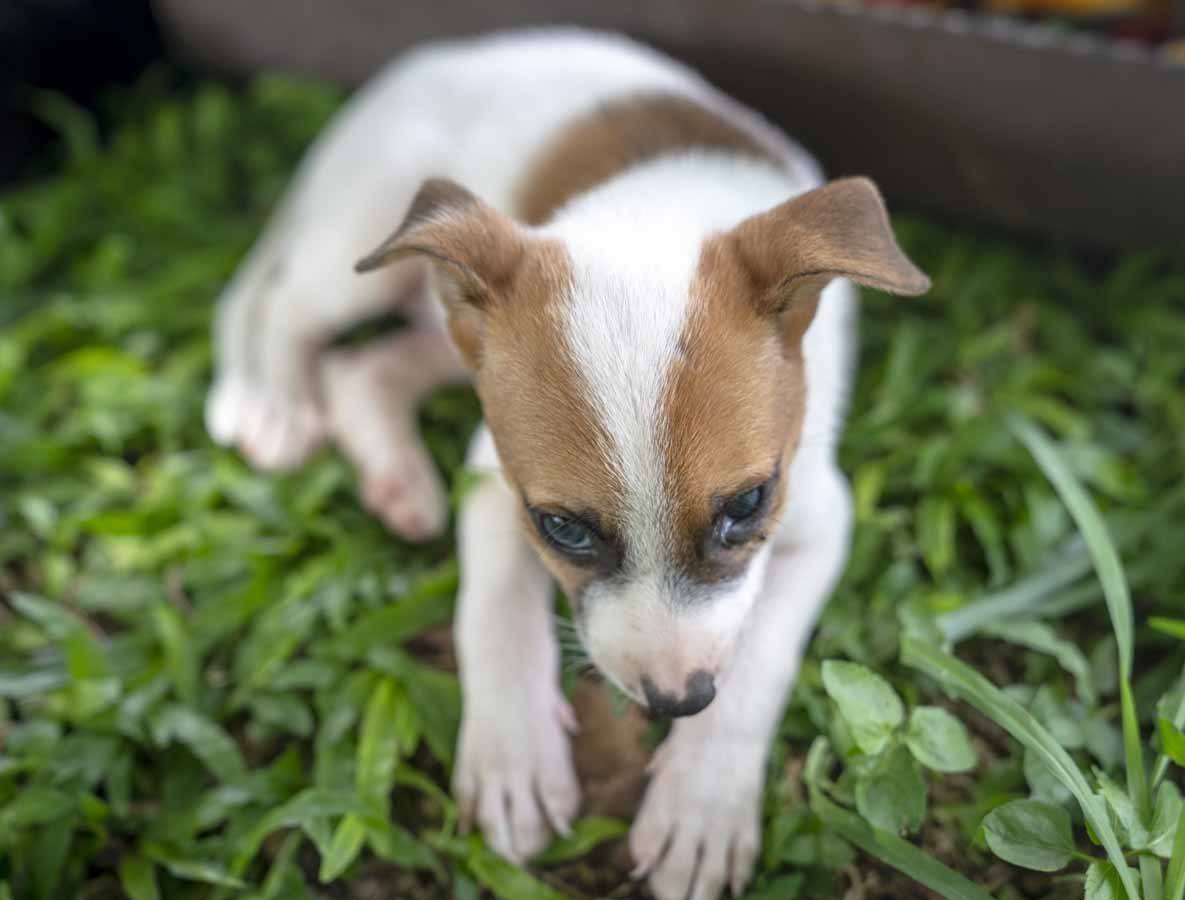 valladolid puppies