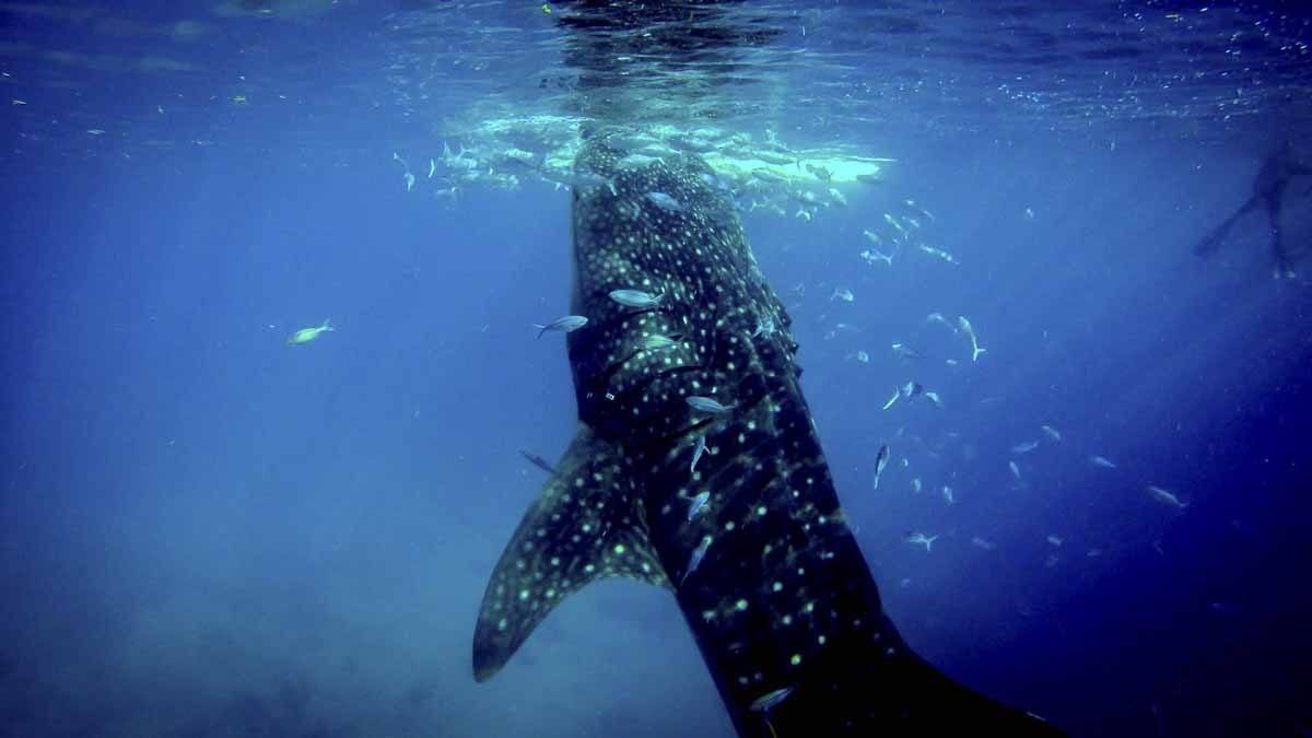 whale shark blue mexico