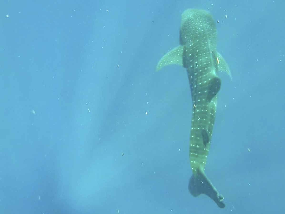 whale shark isla holbox swimming
