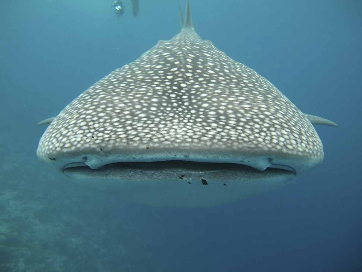 whale shark mouth