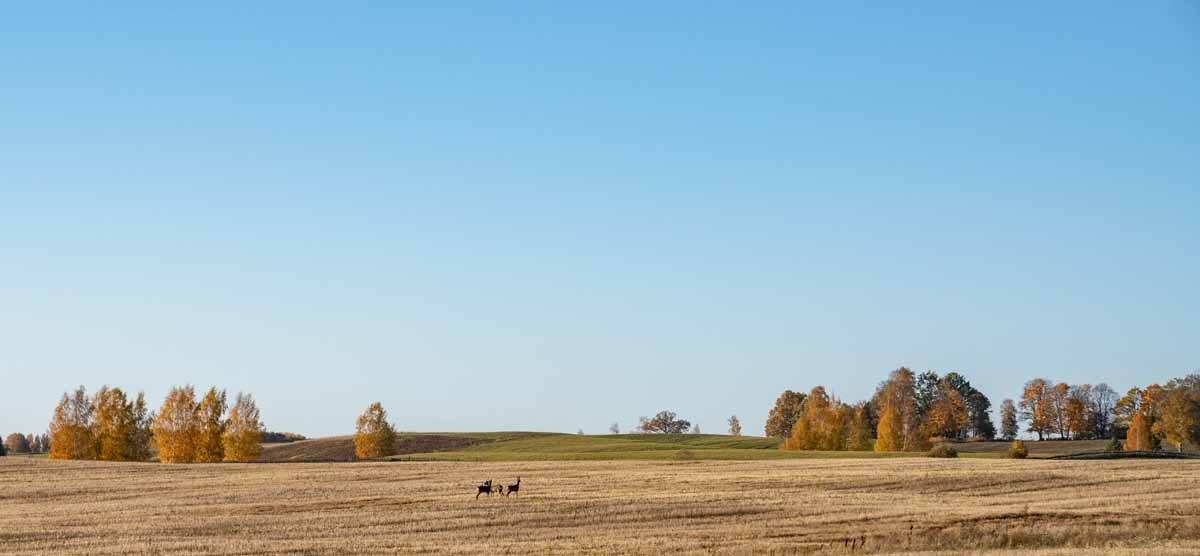 aluksne autumn fields