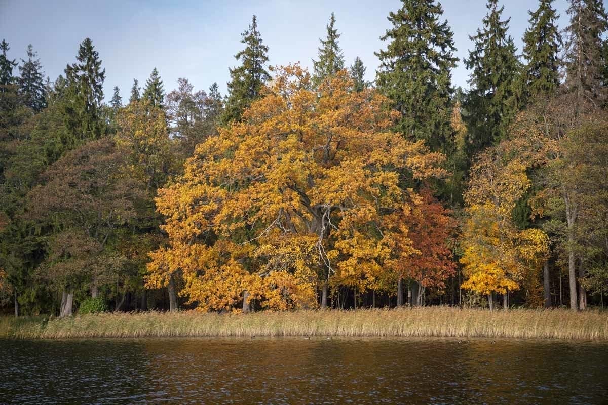 aluksne autumn lake latvia
