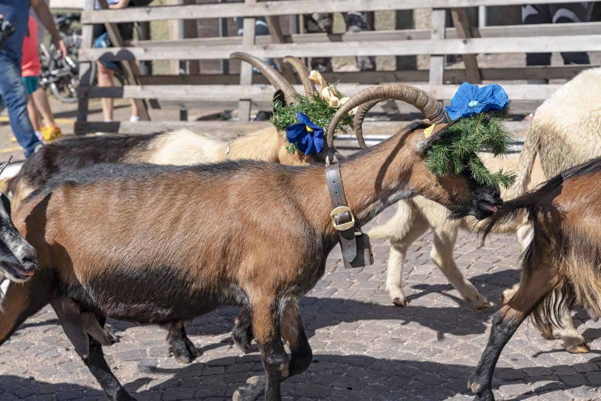 desmontegada goats