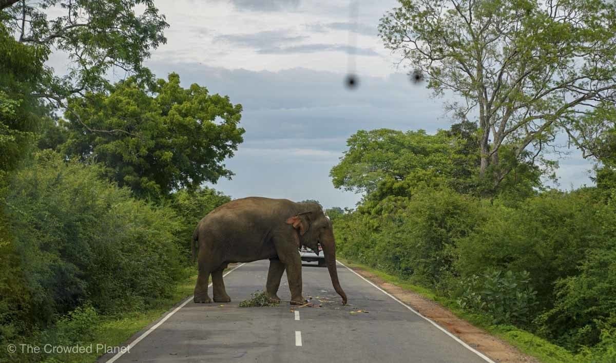 elephant yala sri lanka
