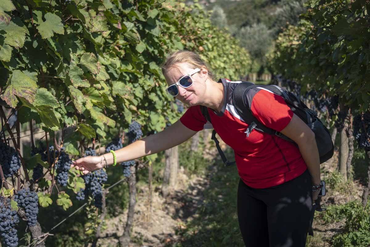 lake garda grapes harvest