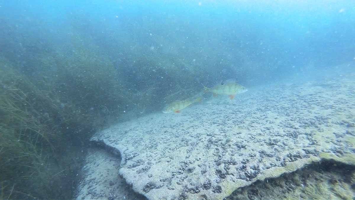 lake garda small fish perch