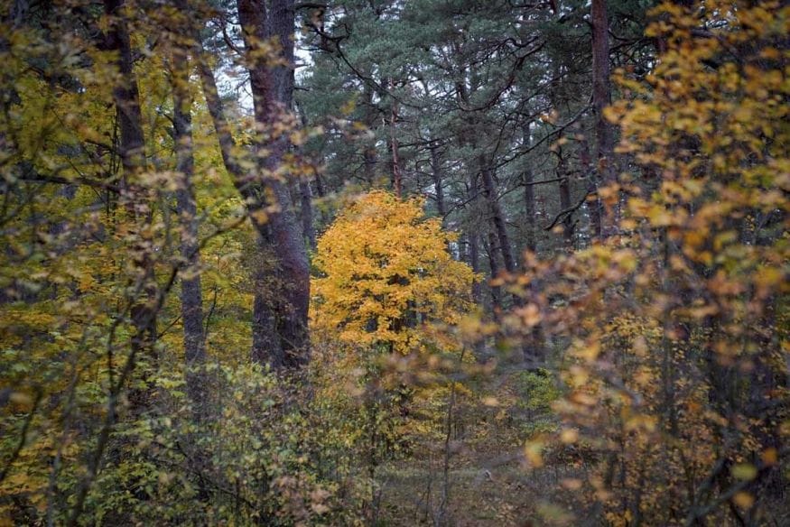 latvia autumn forest colours