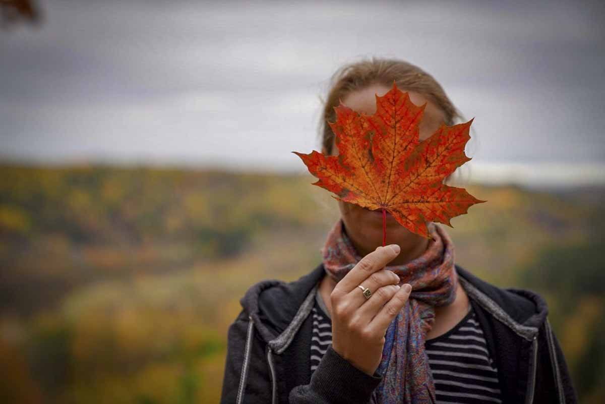 latvia autumn leaf