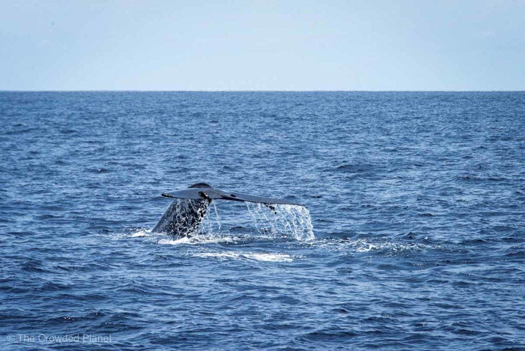 mirissa whale watching sri lanka