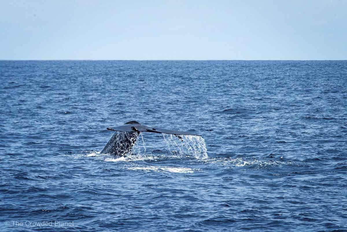 mirissa whale watching sri lanka