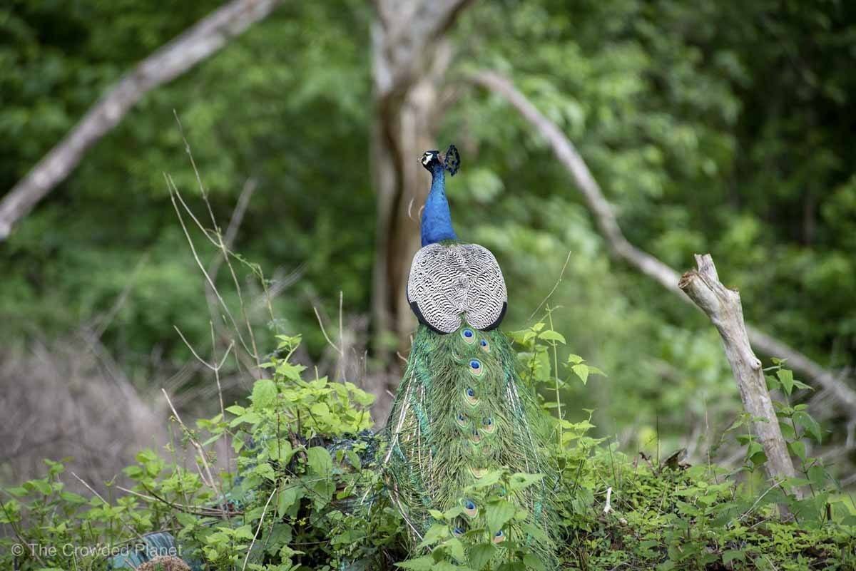 peacock sri lanka