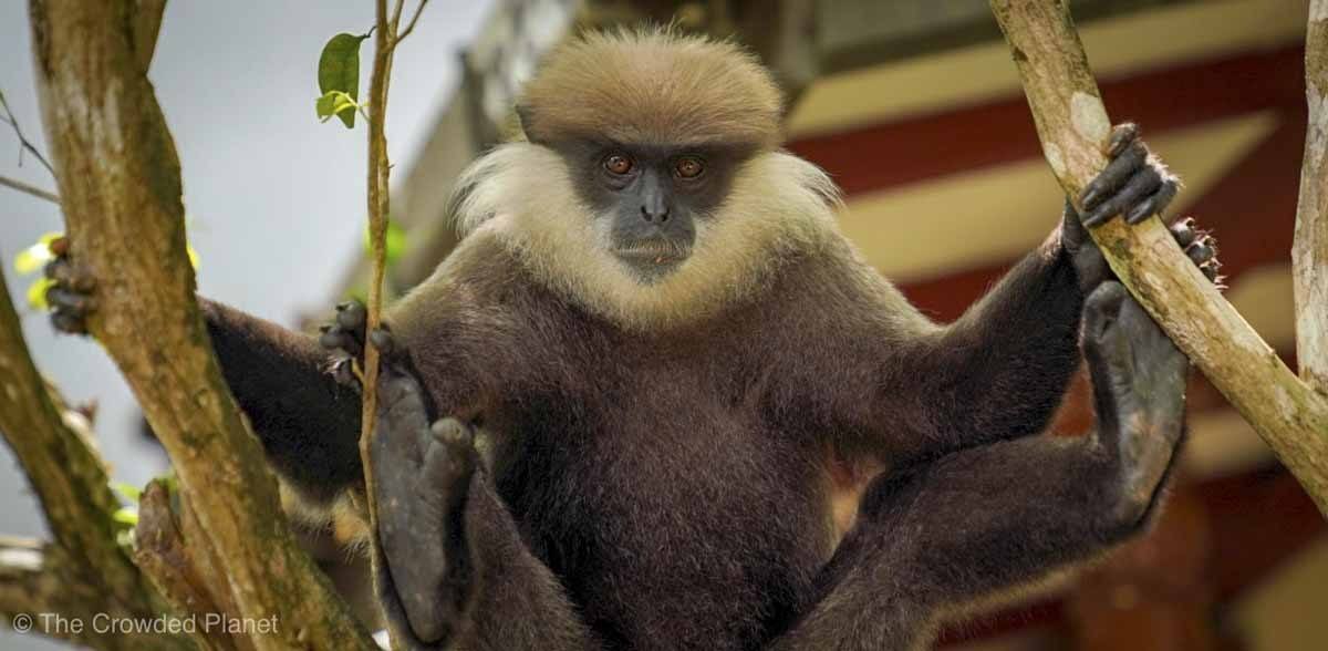 purple faced macaque sri lanka