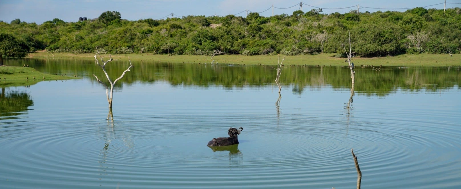 buffalo bathing cinnamon yala