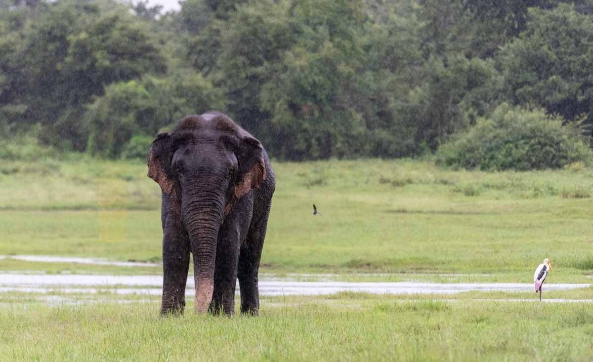 kaudulla rainy elephant