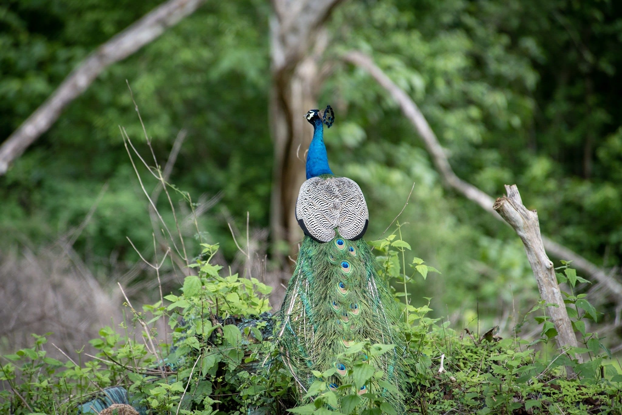 peacock yala sri lanka