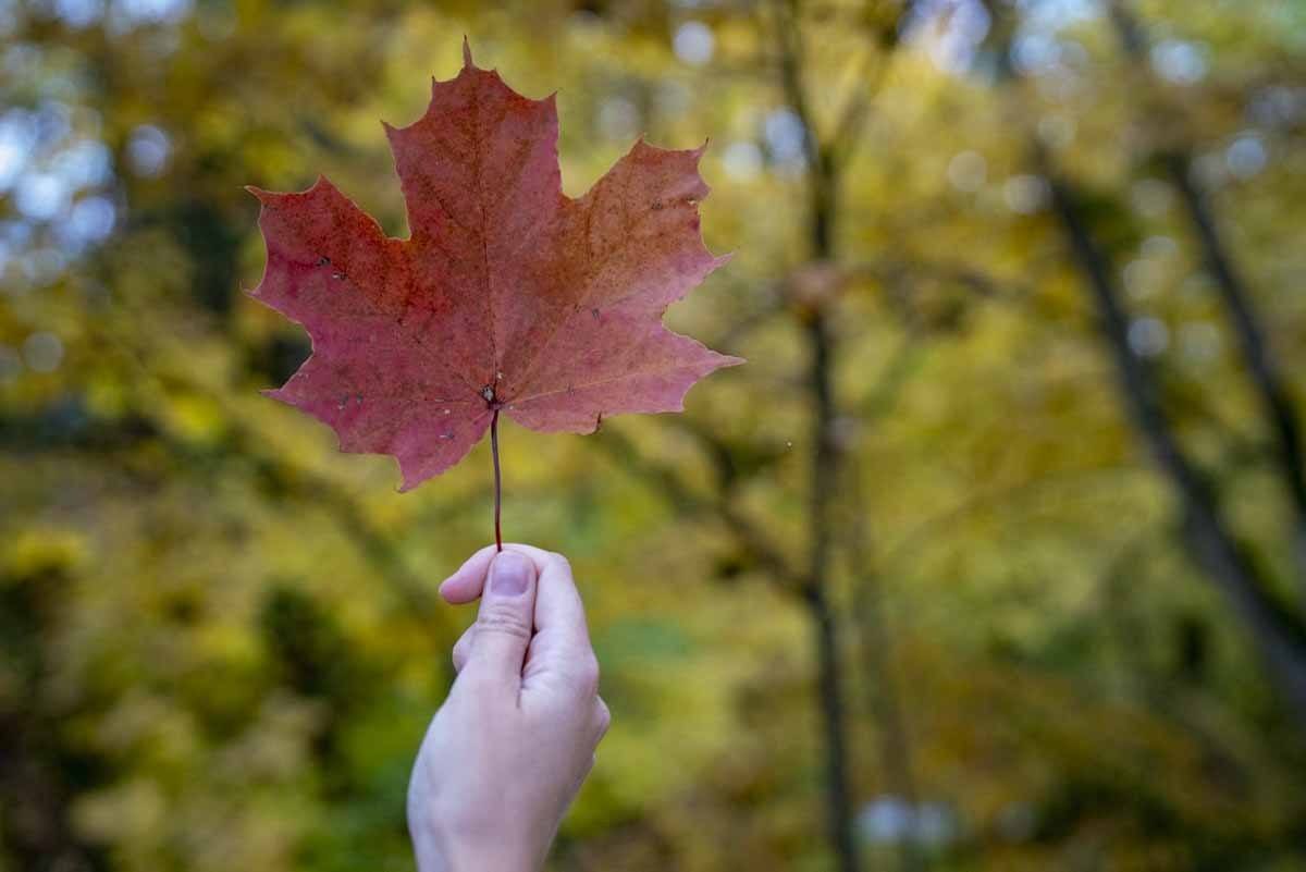 sigulda autumn leaf