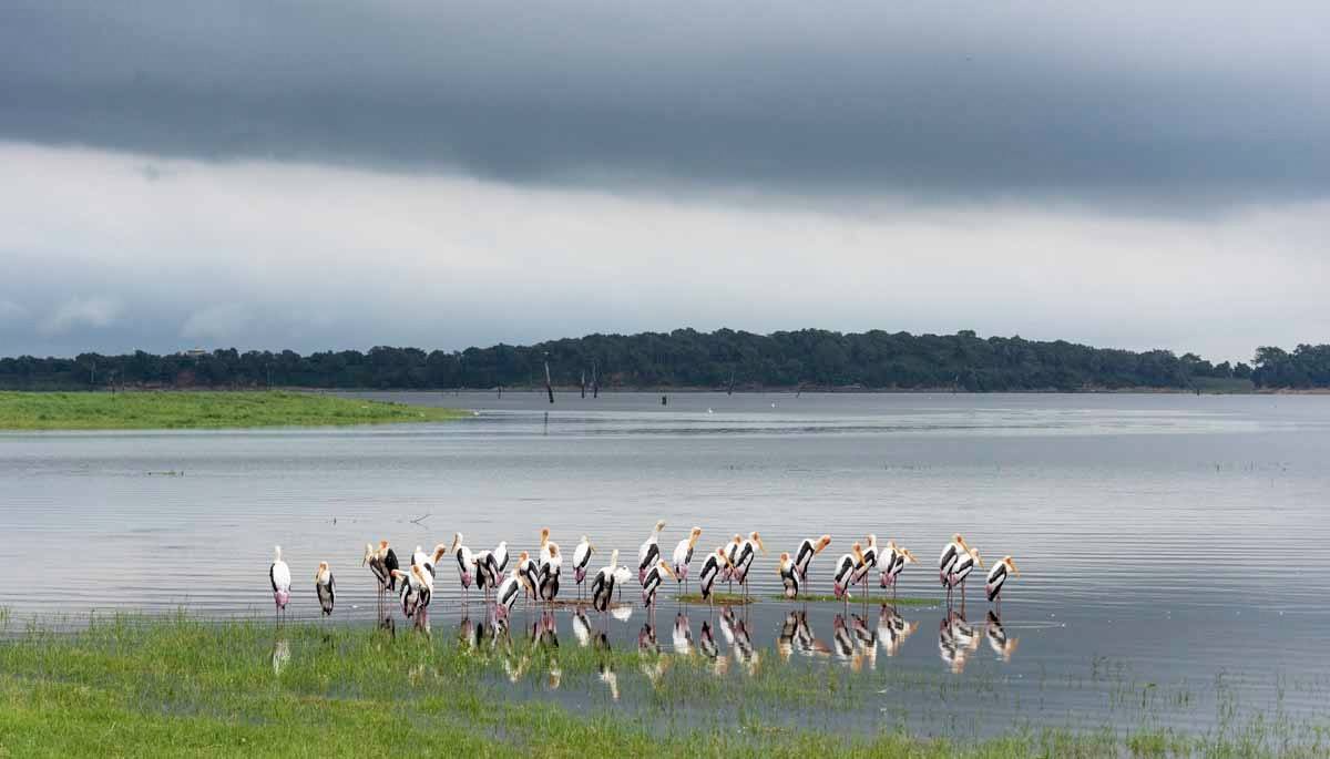 stork yala sri lanka