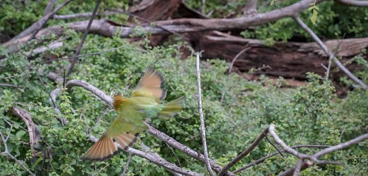 bee eater sri lanka