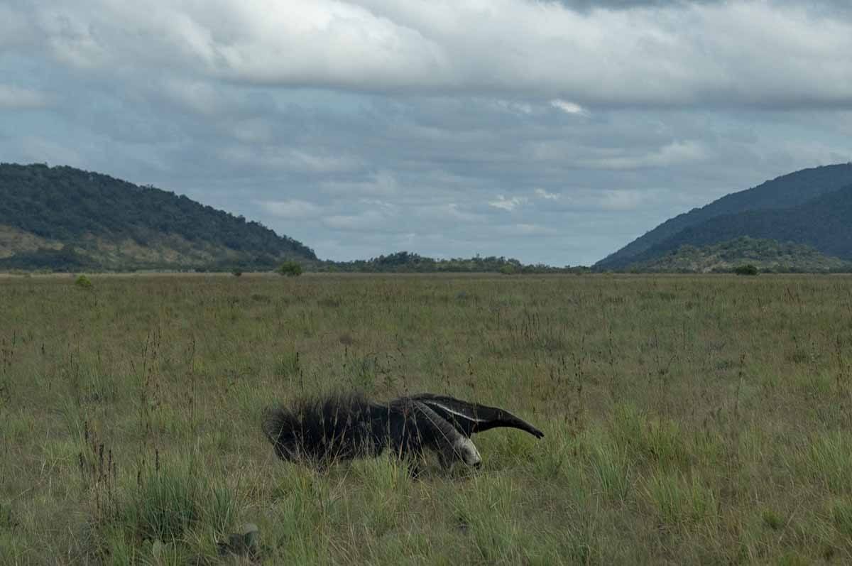 guyana animals anteater