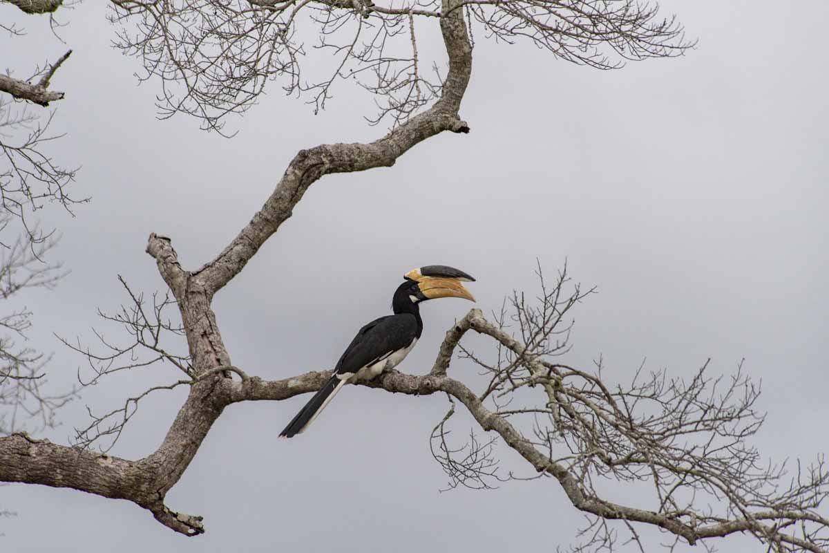 hornbill sri lanka