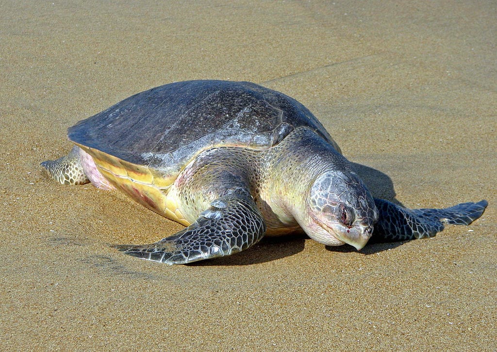 olive ridley turtle sri lanka