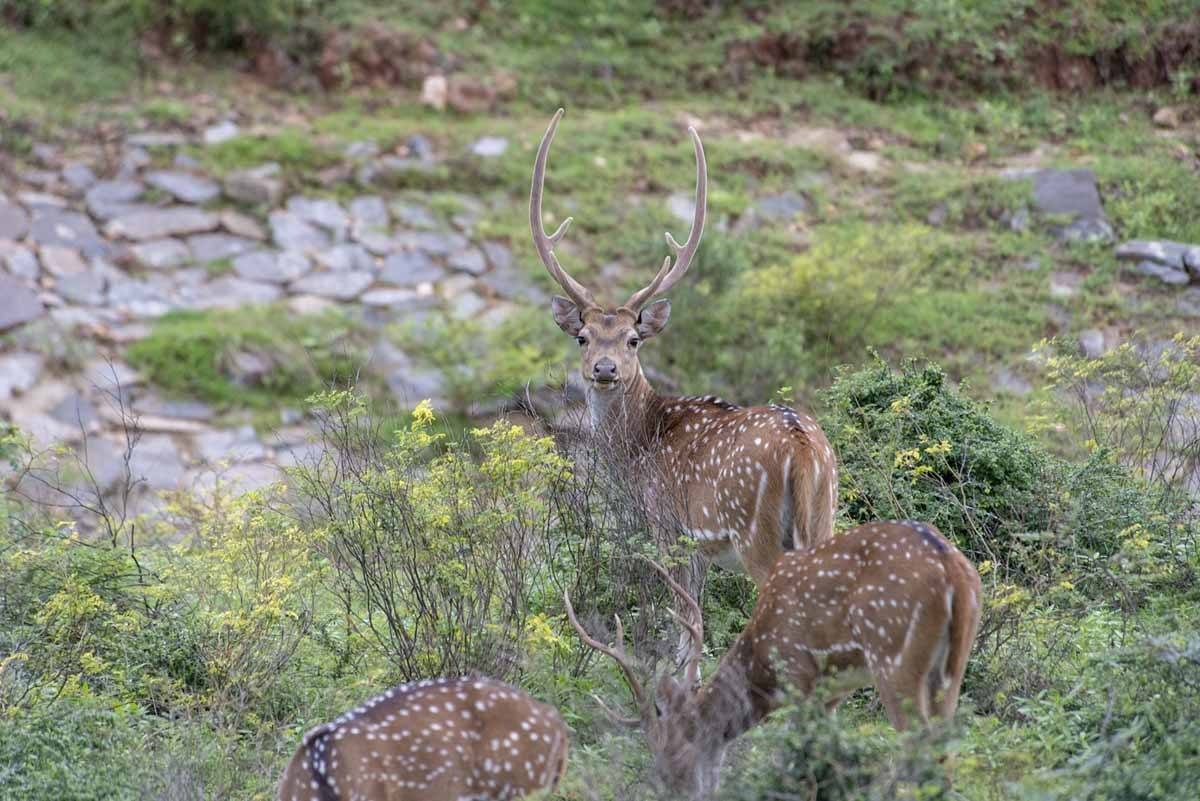 spotted deer sri lanka