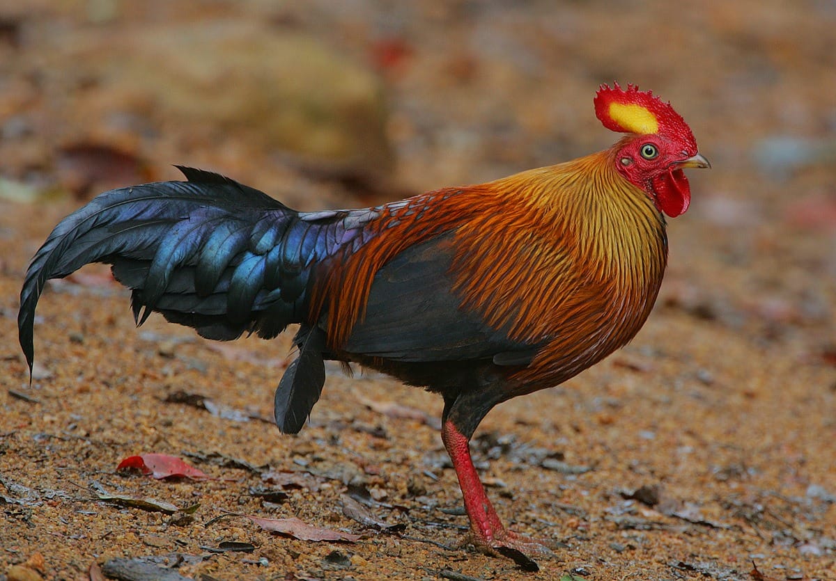 sri lankan junglefowl