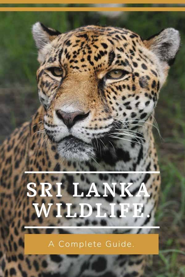 Animals in Sri Lanka & Where to Find Them - The Crowded Planet